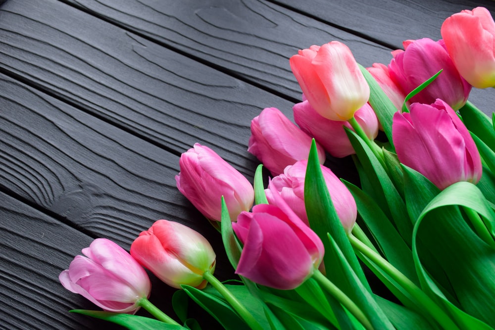 Tulip Flower Images Free Download - KibrisPDR