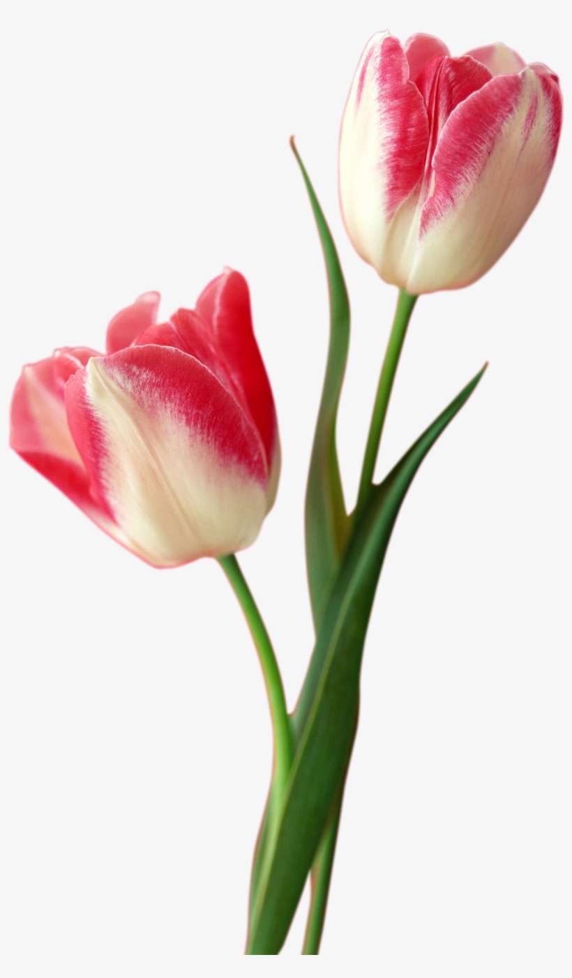 Detail Tulip Flower Images Free Download Nomer 11