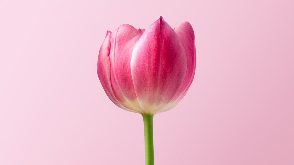 Detail Tulip Flower Images Free Download Nomer 13