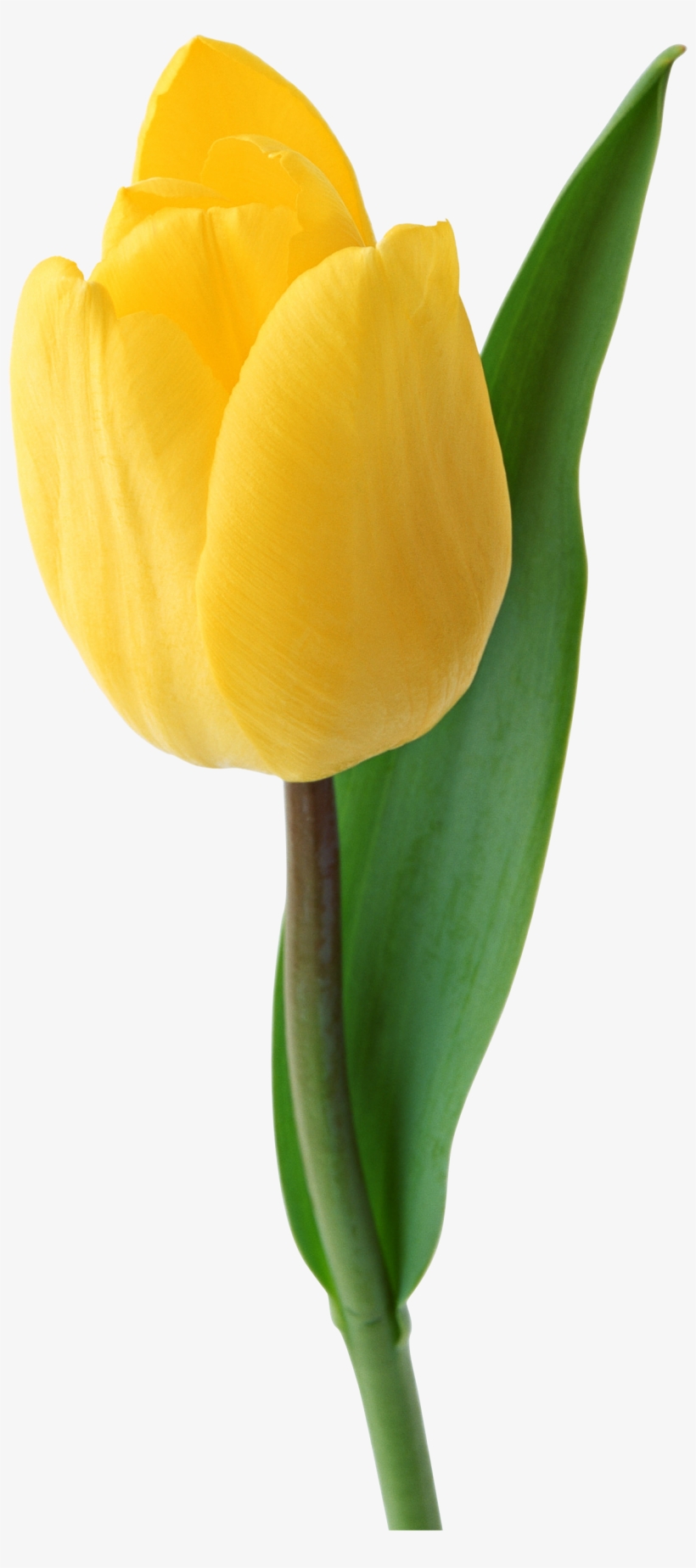 Detail Tulip Flower Images Free Download Nomer 14