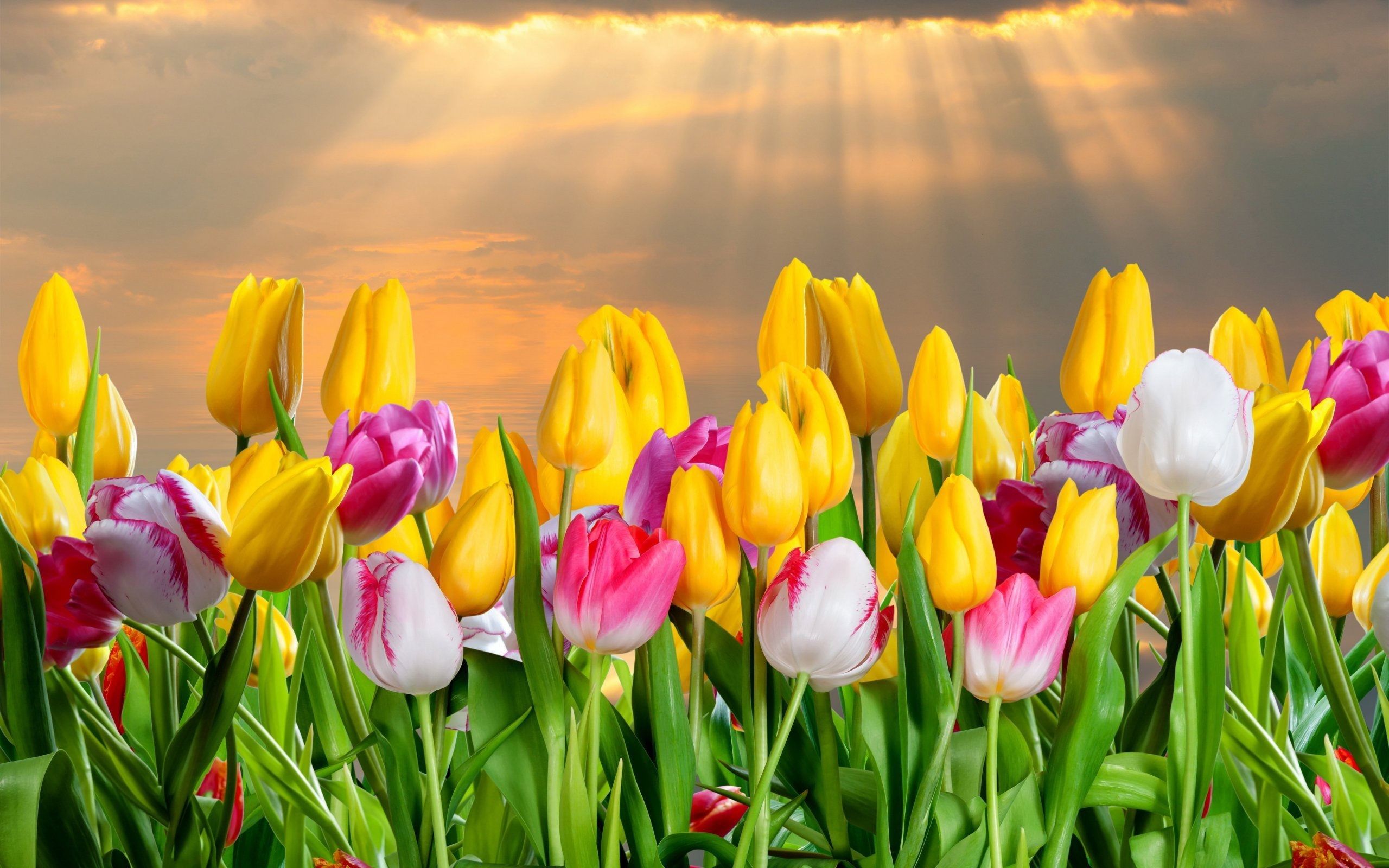 Detail Tulip Flower Images Free Download Nomer 15