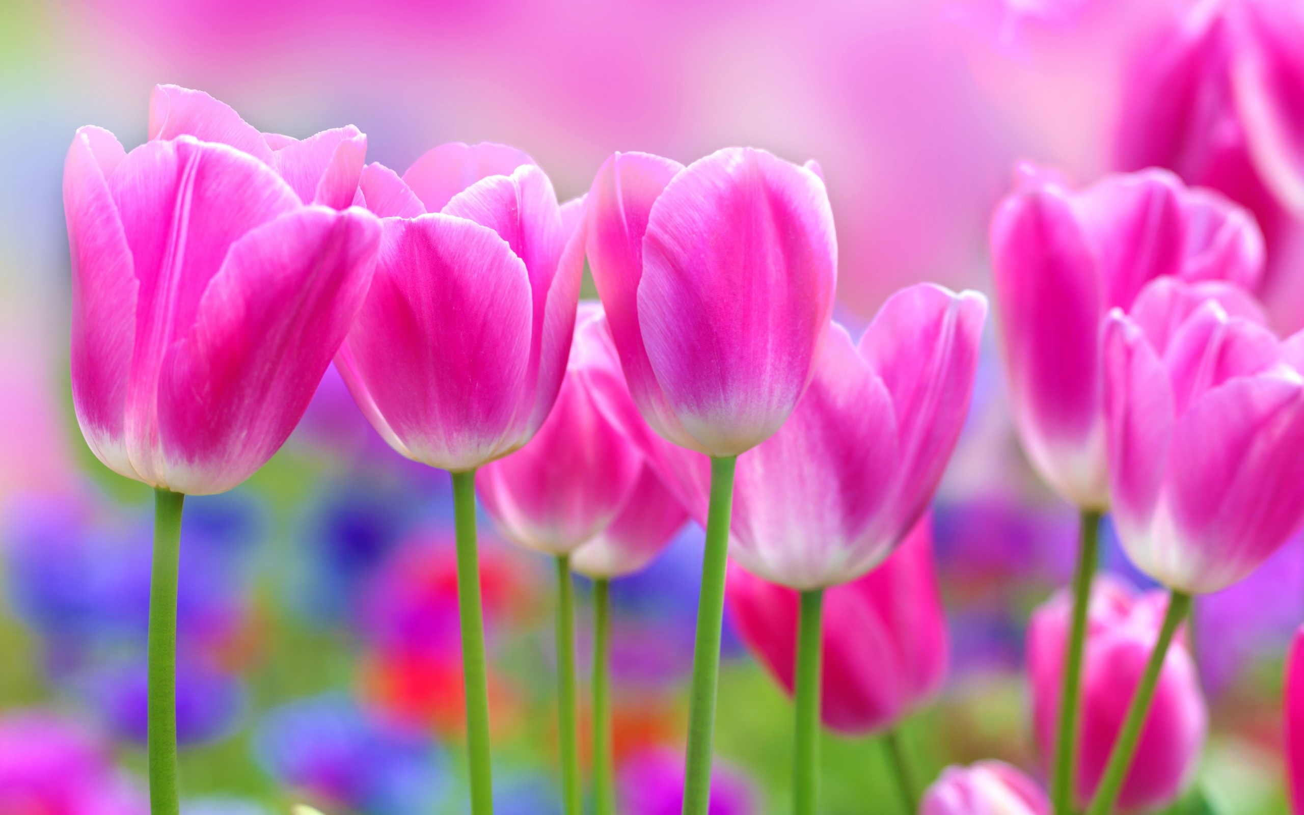 Detail Tulip Flower Images Free Download Nomer 16