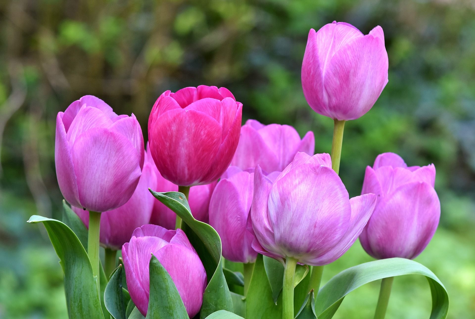 Detail Tulip Flower Images Free Download Nomer 17