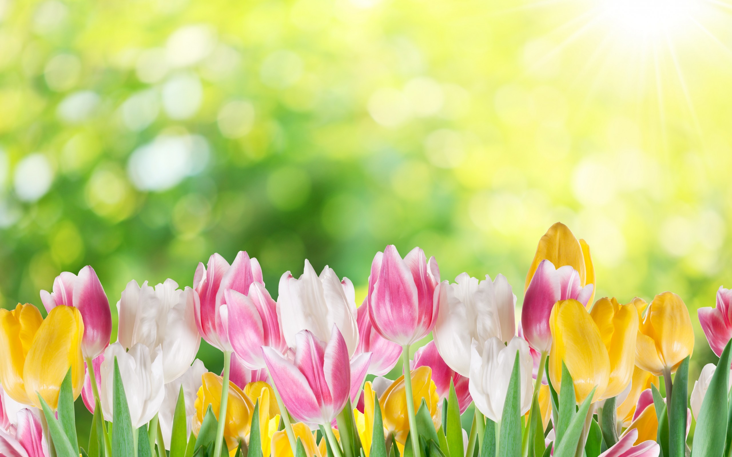 Detail Tulip Flower Images Free Download Nomer 19