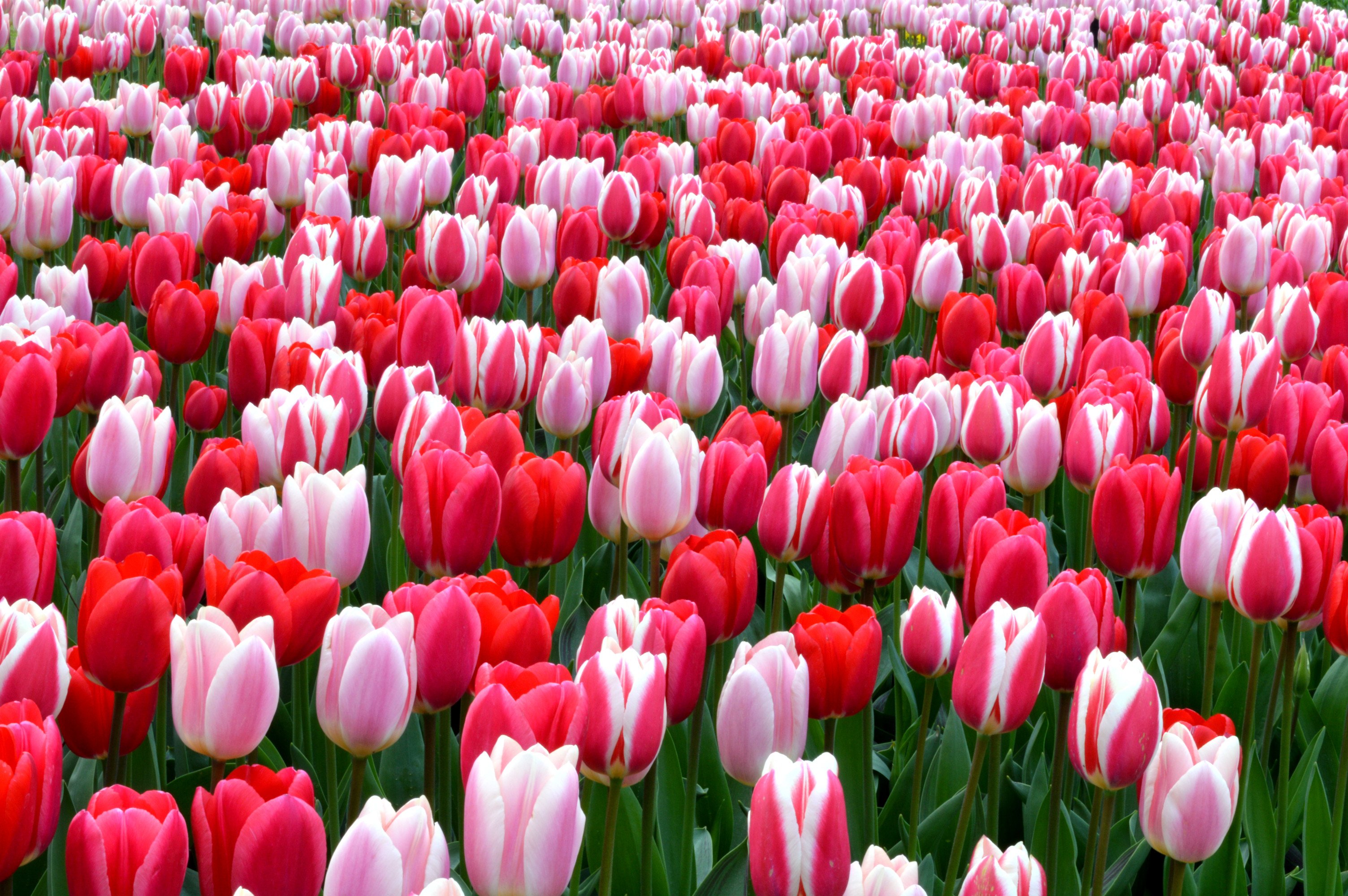 Detail Tulip Flower Images Free Download Nomer 20