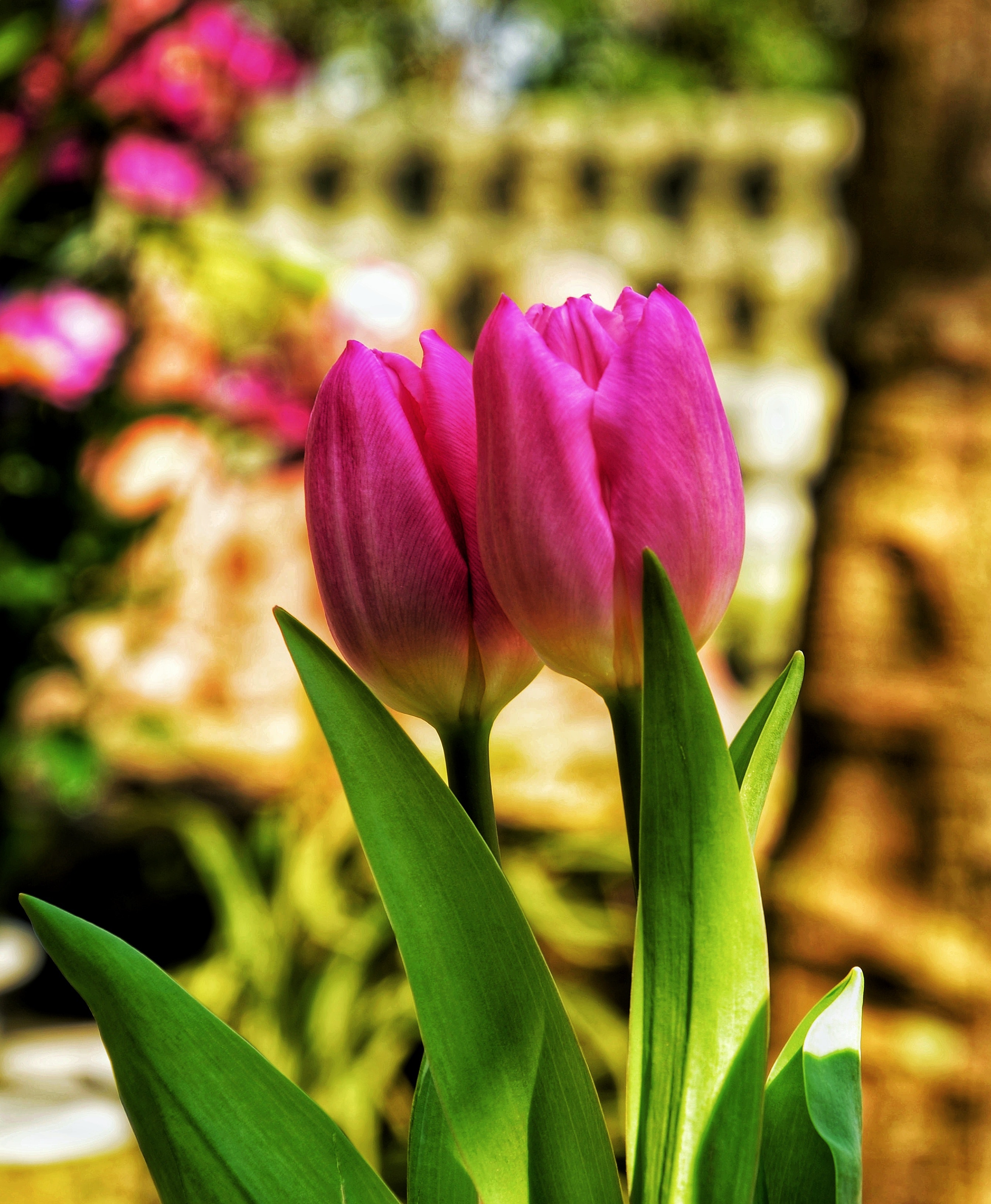 Detail Tulip Flower Images Free Download Nomer 22