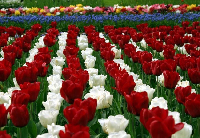 Detail Tulip Flower Images Free Download Nomer 24