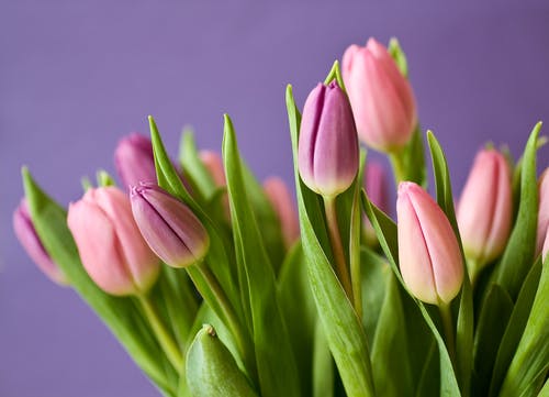 Detail Tulip Flower Images Free Download Nomer 25