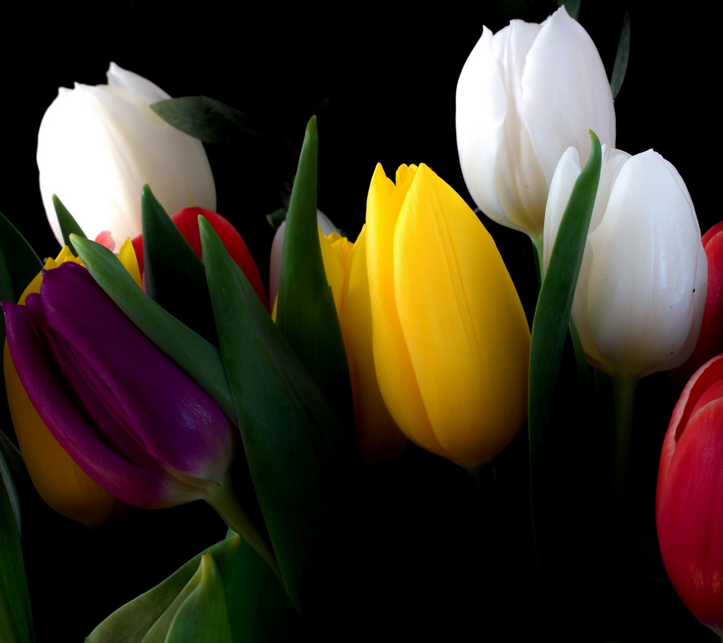 Detail Tulip Flower Images Free Download Nomer 26