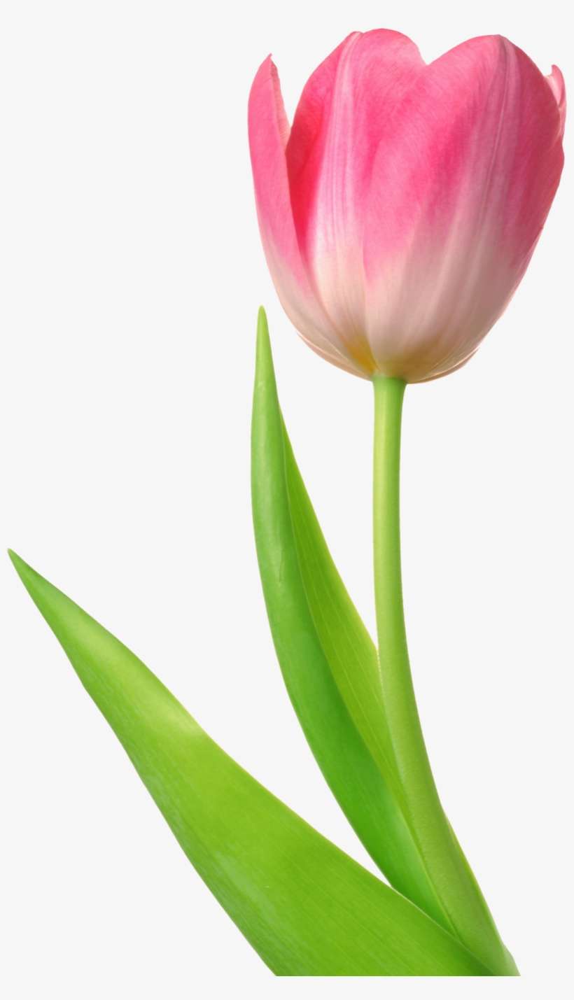 Detail Tulip Flower Images Free Download Nomer 27