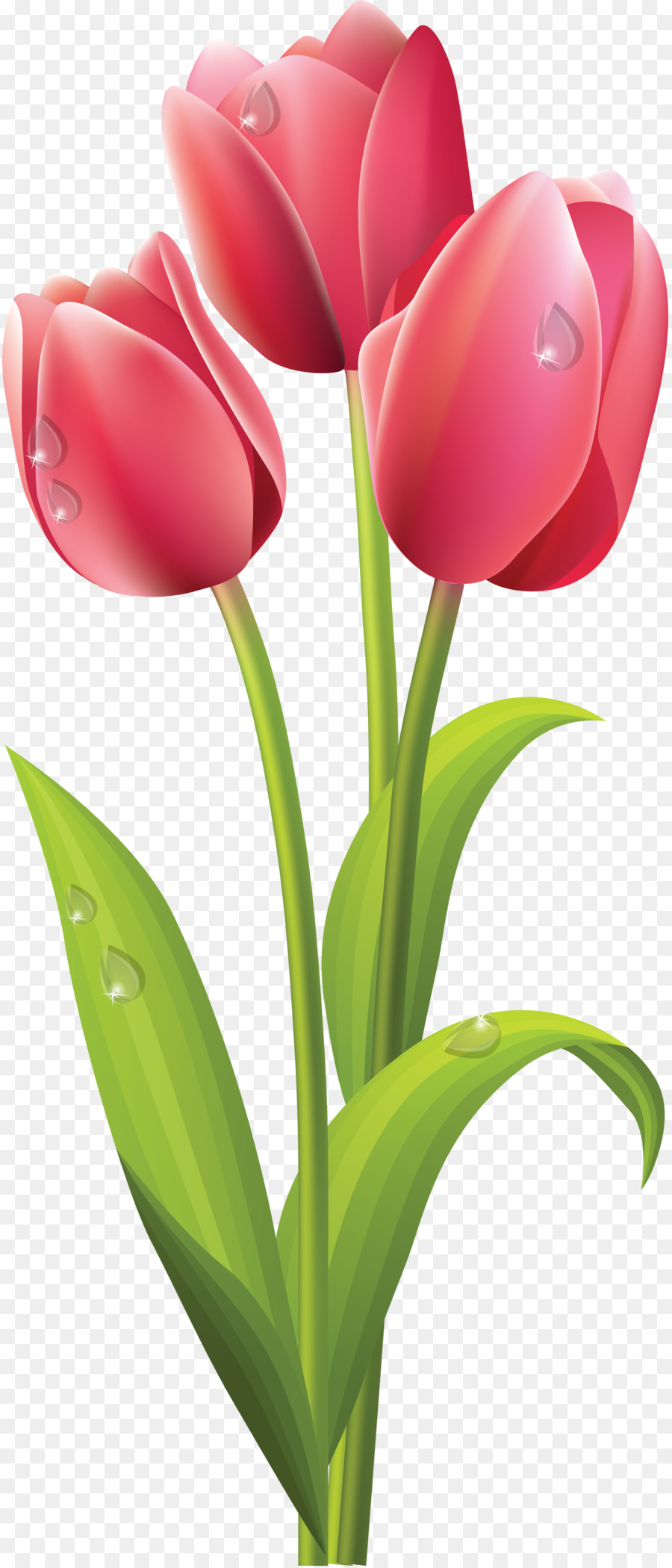 Detail Tulip Flower Images Free Download Nomer 28