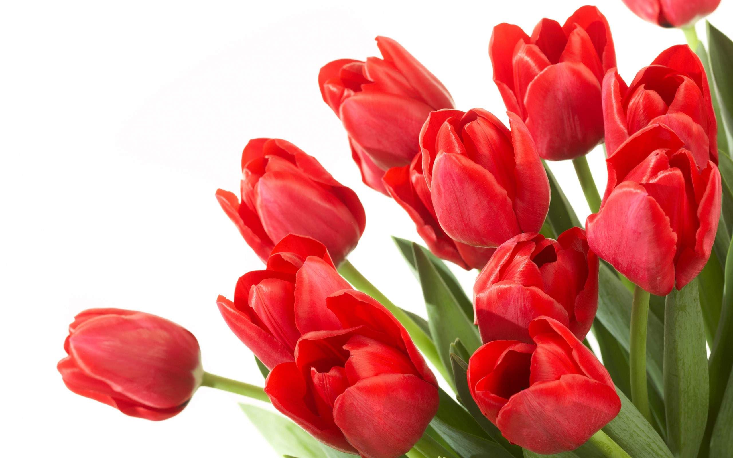 Detail Tulip Flower Images Free Download Nomer 4