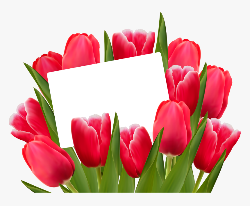 Detail Tulip Flower Images Free Download Nomer 30