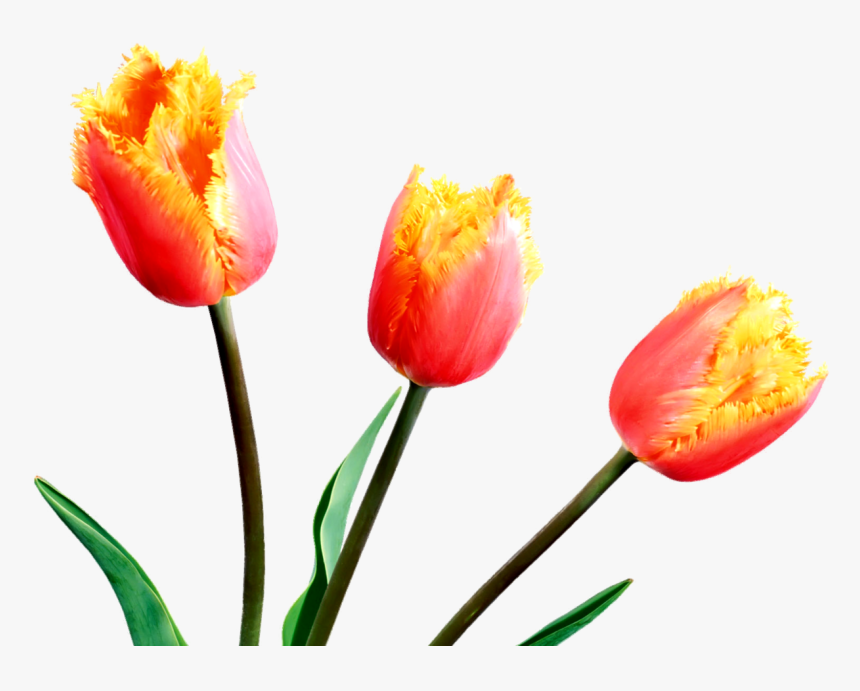 Detail Tulip Flower Images Free Download Nomer 31