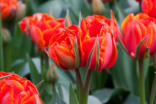 Detail Tulip Flower Images Free Download Nomer 33