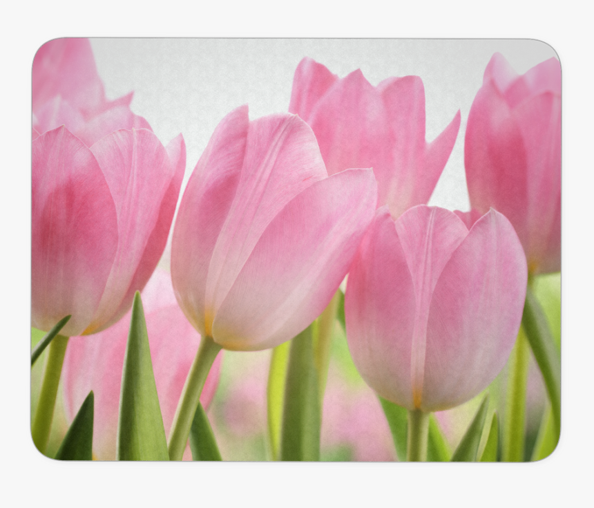 Detail Tulip Flower Images Free Download Nomer 34