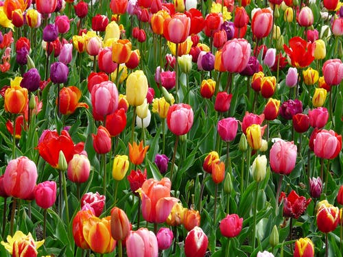 Detail Tulip Flower Images Free Download Nomer 5