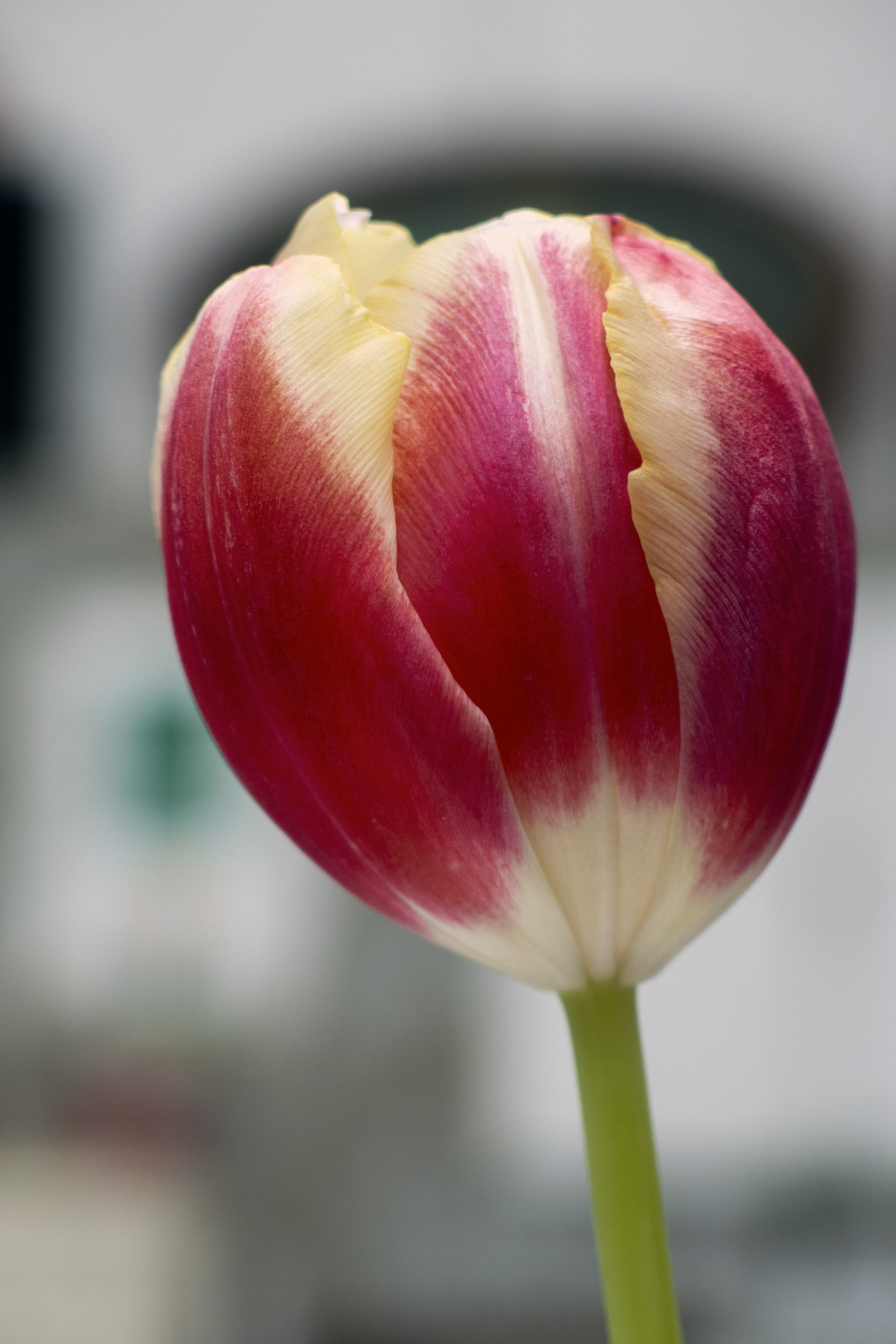 Detail Tulip Flower Images Free Download Nomer 38