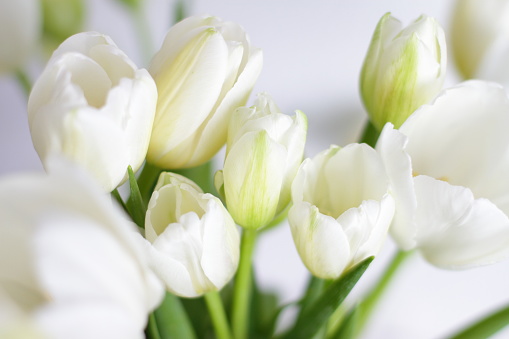 Detail Tulip Flower Images Free Download Nomer 41