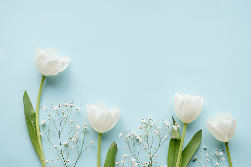 Detail Tulip Flower Images Free Download Nomer 44