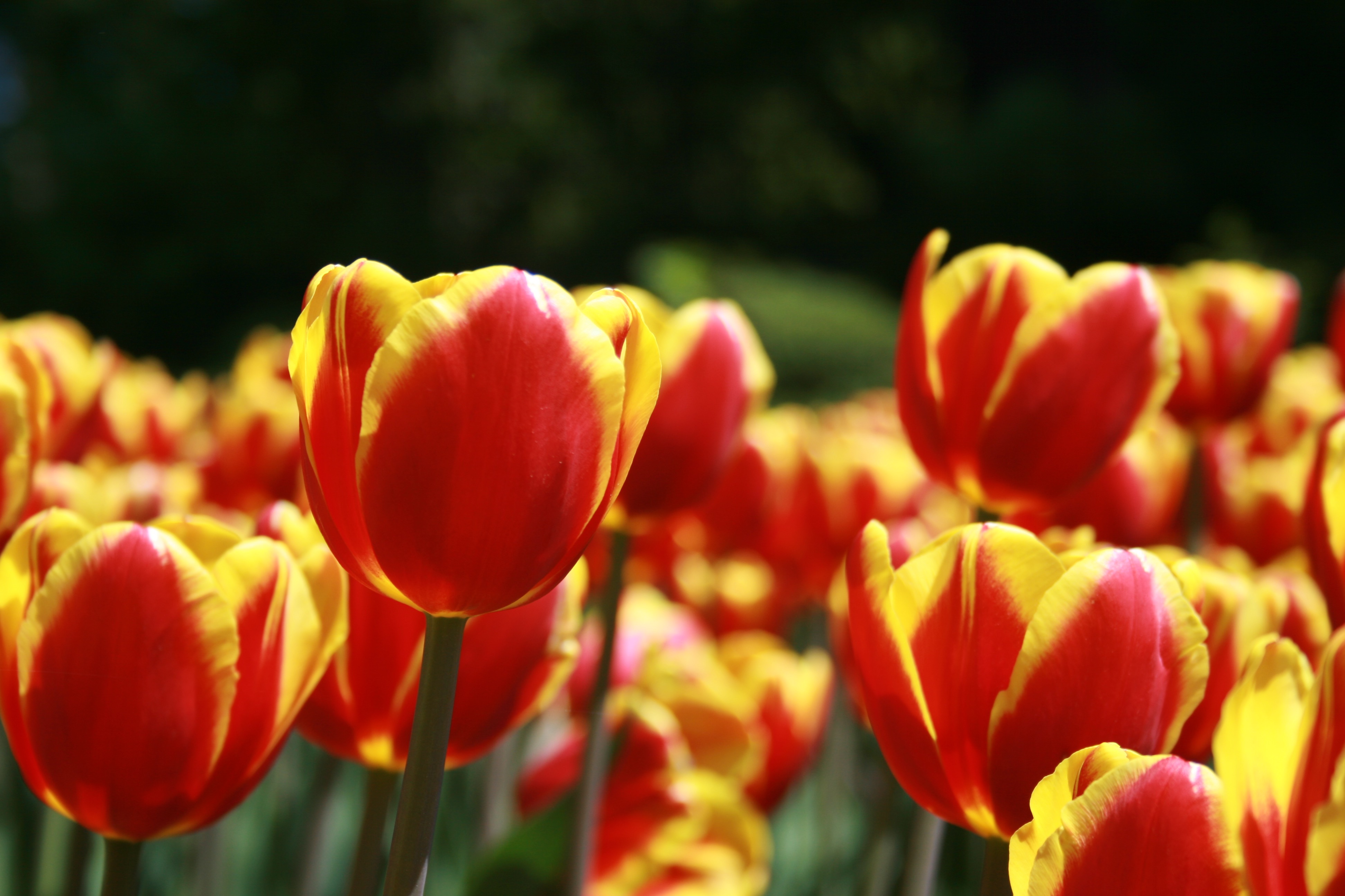 Detail Tulip Flower Images Free Download Nomer 45