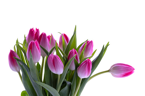 Detail Tulip Flower Images Free Download Nomer 6