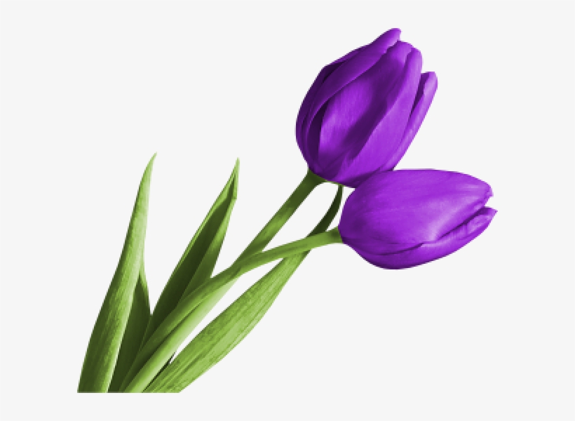 Detail Tulip Flower Images Free Download Nomer 46