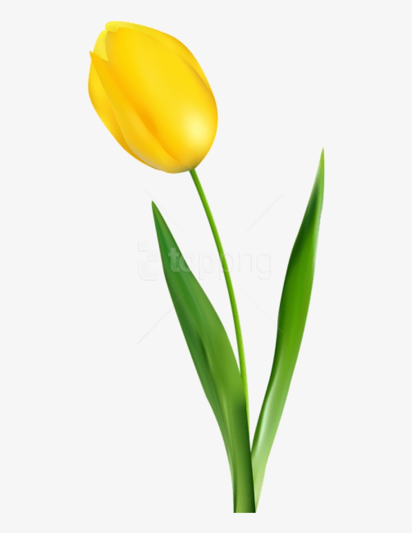 Detail Tulip Flower Images Free Download Nomer 48