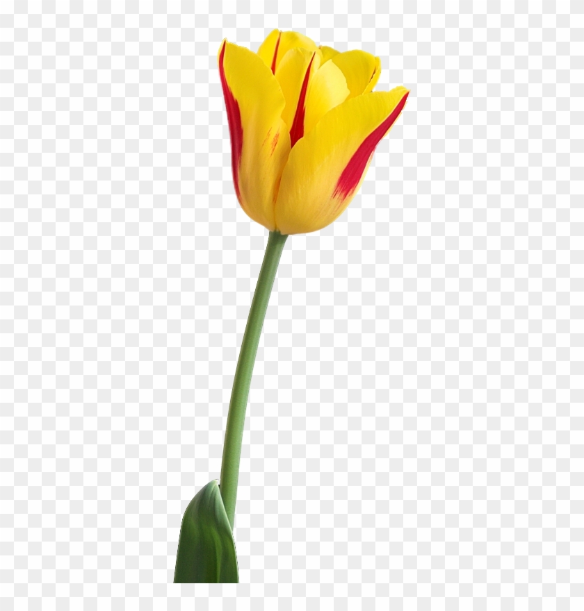 Detail Tulip Flower Images Free Download Nomer 49