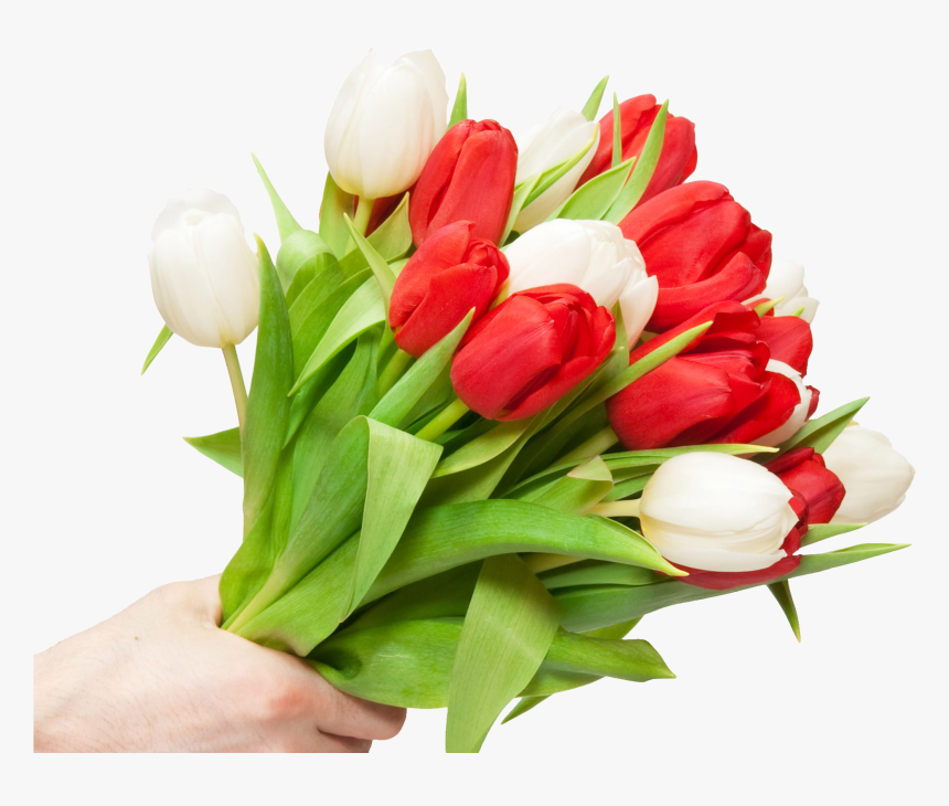 Detail Tulip Flower Images Free Download Nomer 51