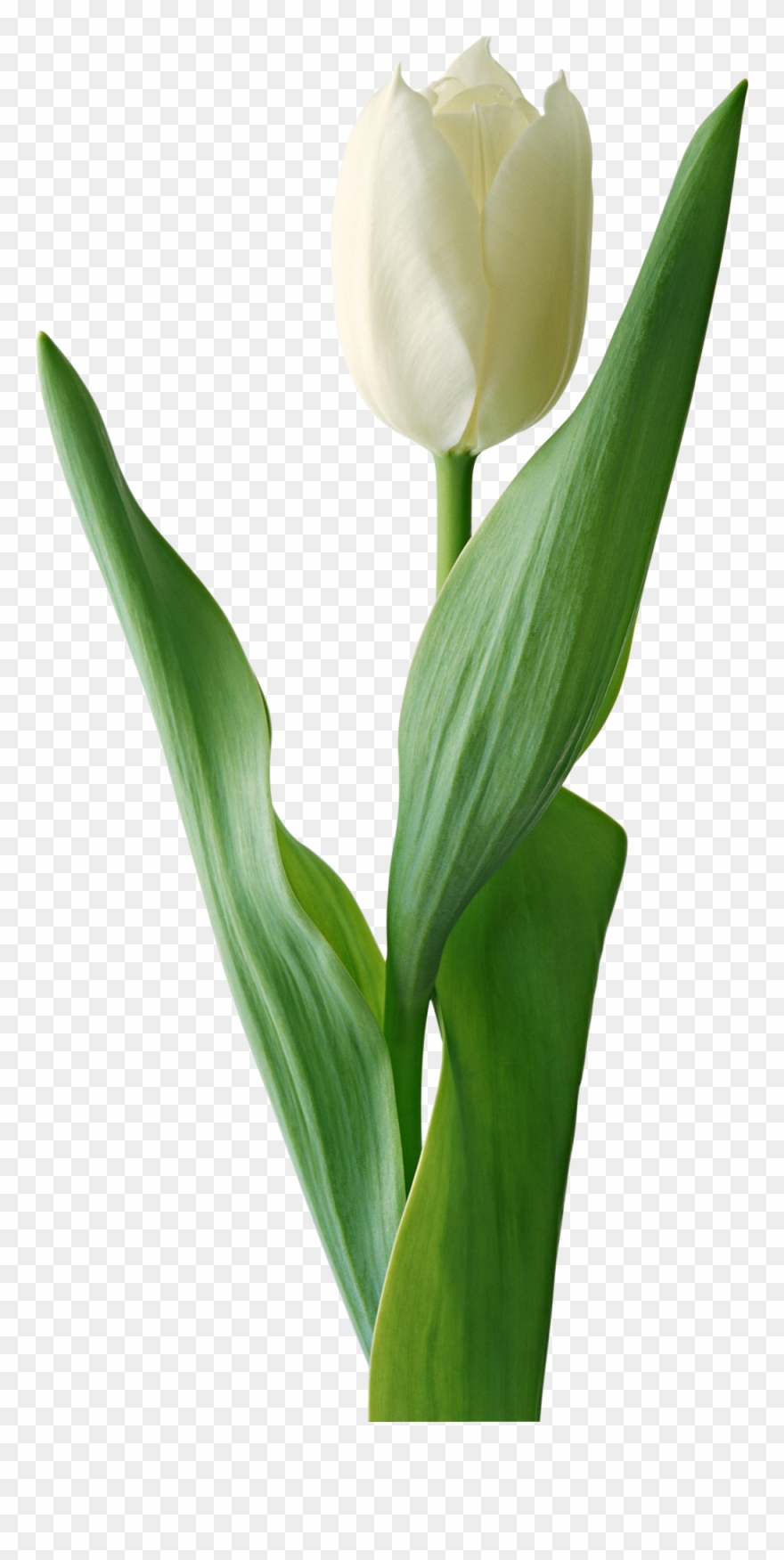 Detail Tulip Flower Images Free Download Nomer 52