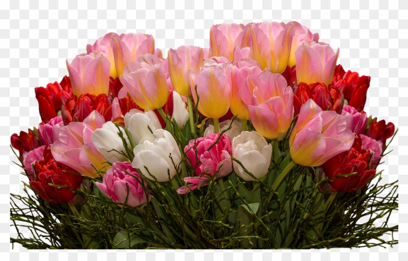 Detail Tulip Flower Images Free Download Nomer 54