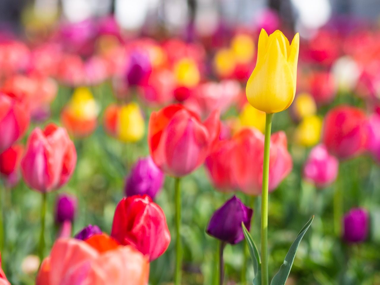 Detail Tulip Flower Images Free Download Nomer 55