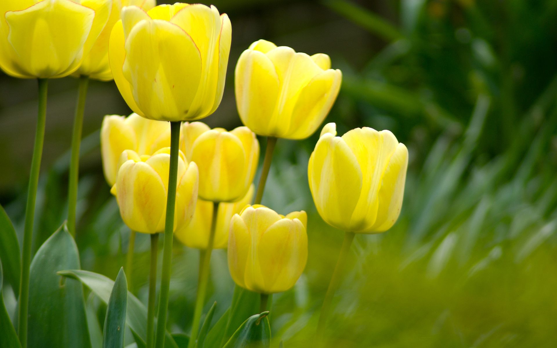 Detail Tulip Flower Images Free Download Nomer 7