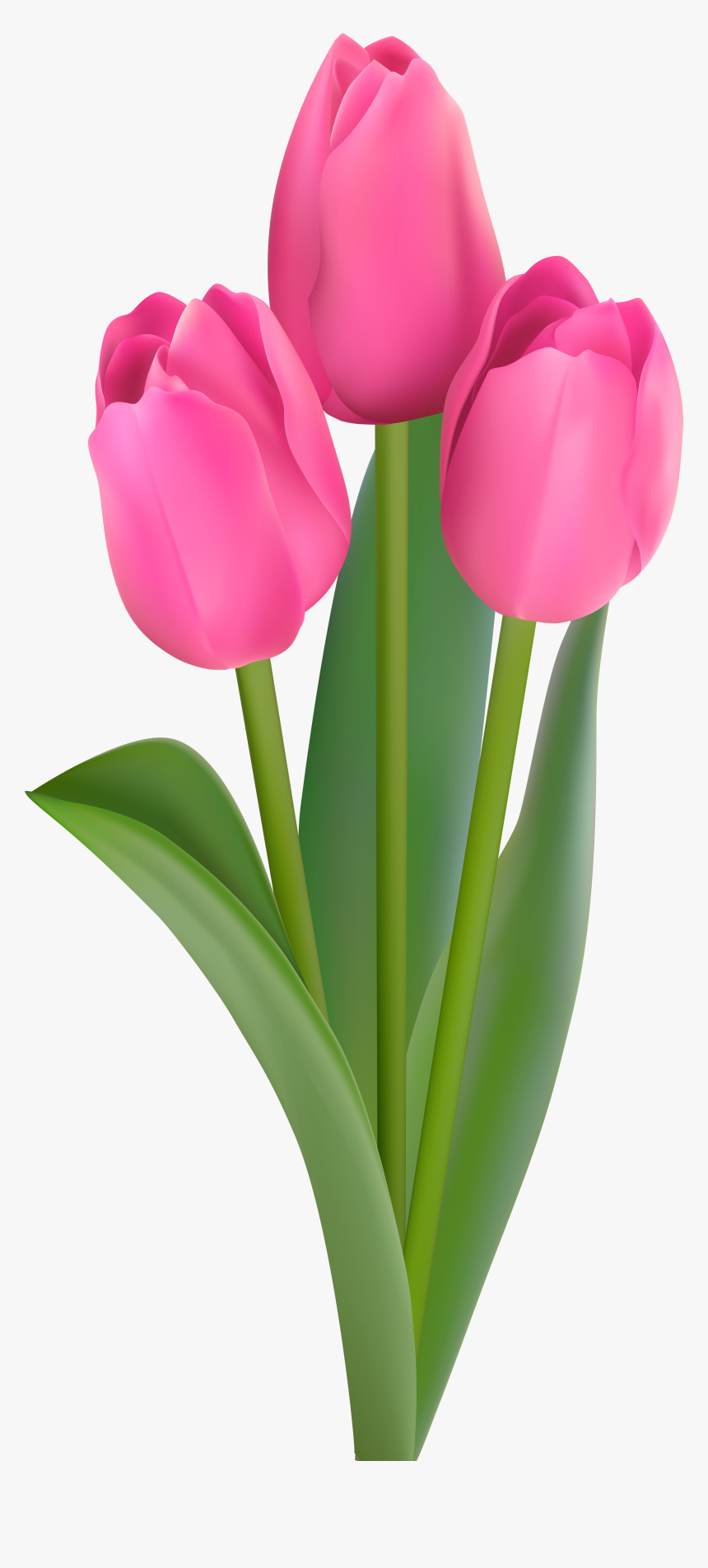 Detail Tulip Flower Images Free Download Nomer 8