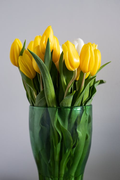 Detail Tulip Flower Images Free Download Nomer 9