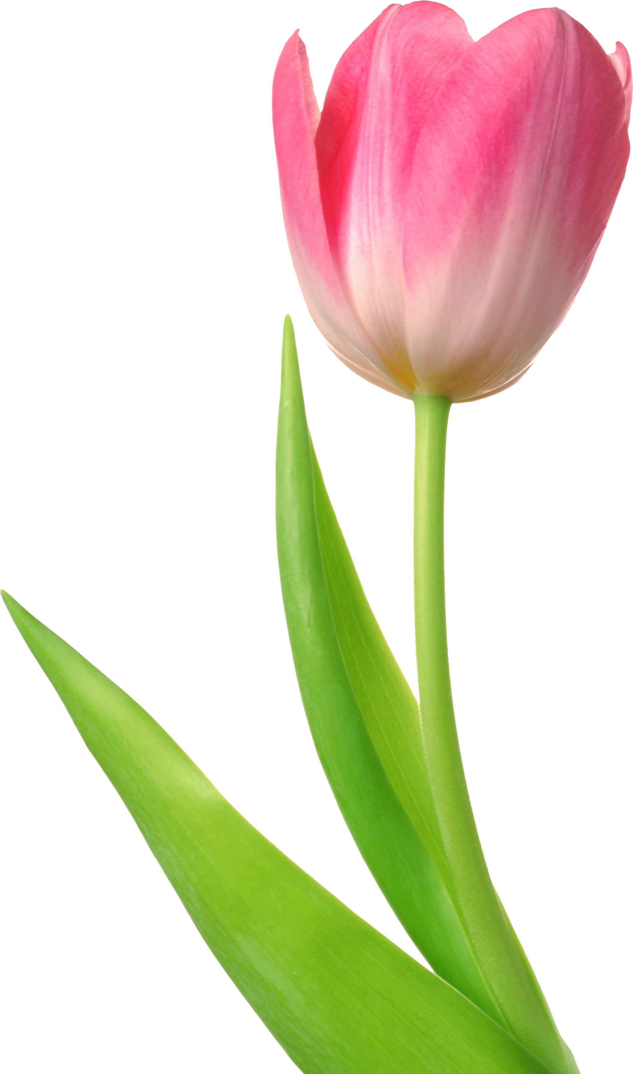 Detail Tulip Flower Png Nomer 11