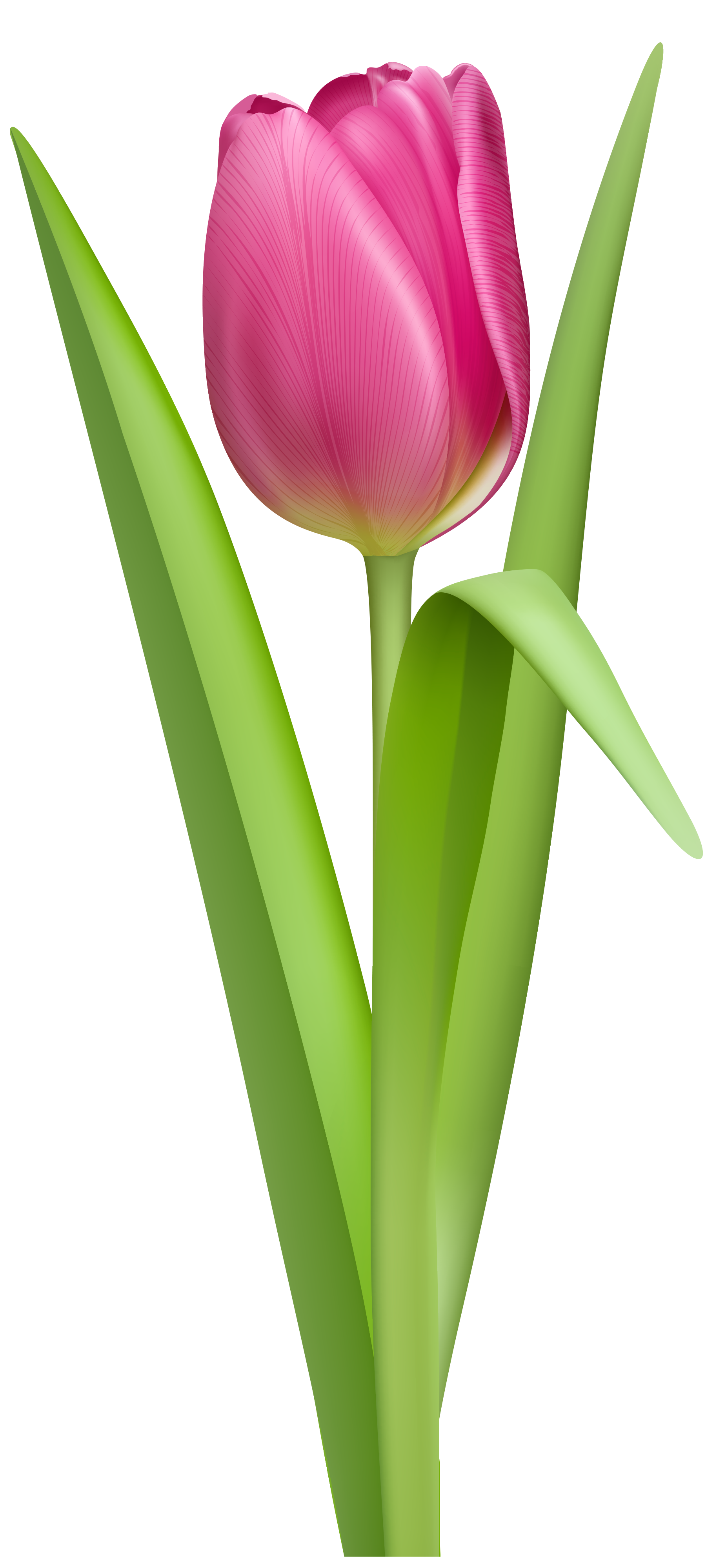 Detail Tulip Flower Png Nomer 14