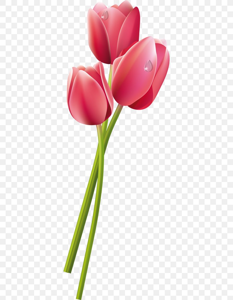 Detail Tulip Flower Png Nomer 17
