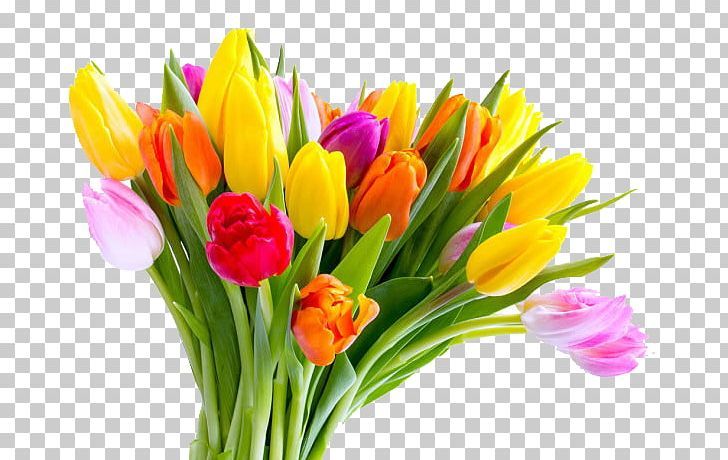 Detail Tulip Flower Png Nomer 18