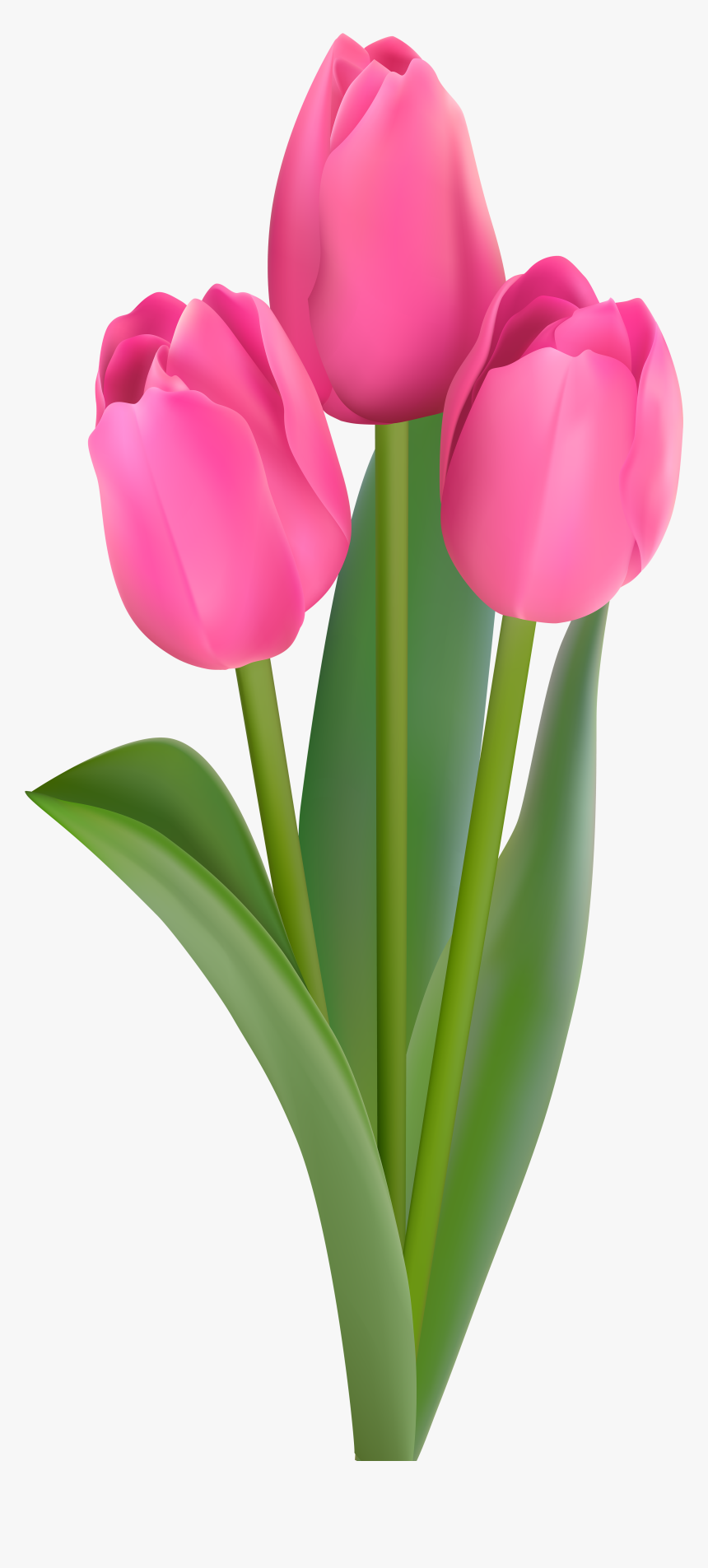 Detail Tulip Flower Png Nomer 19