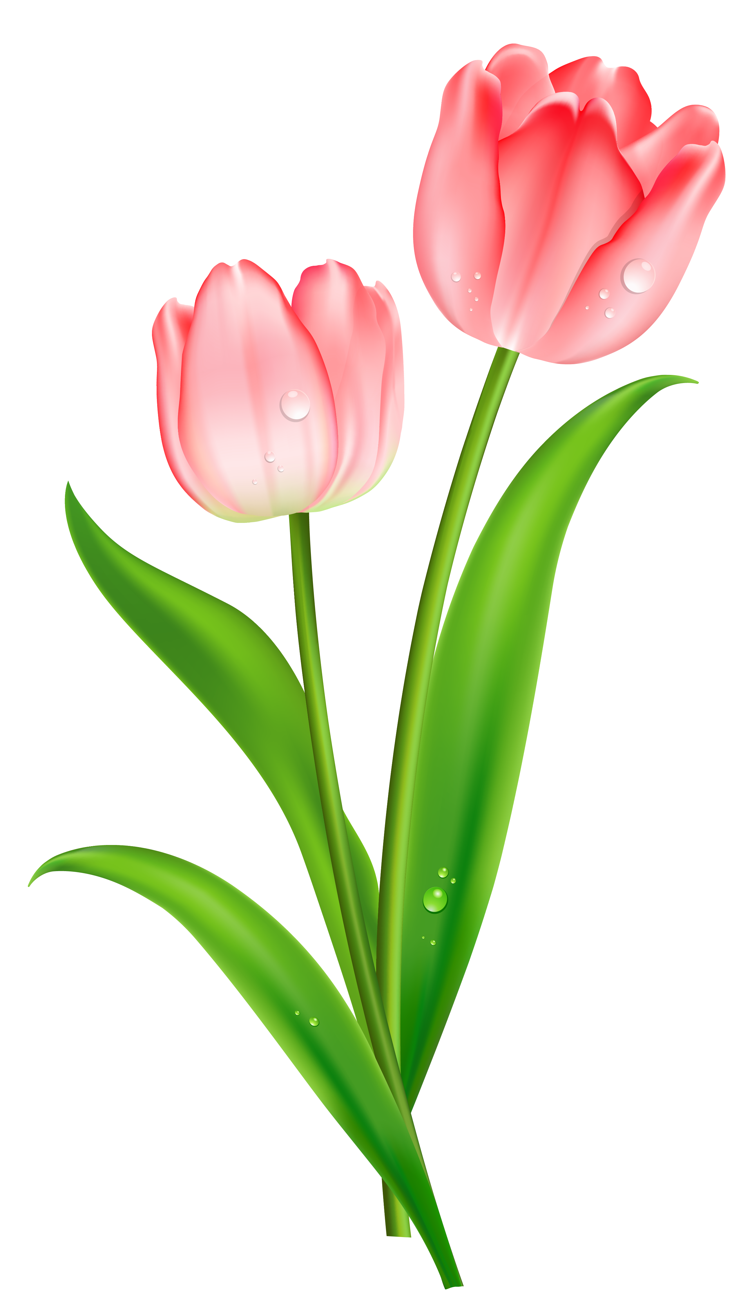 Detail Tulip Flower Png Nomer 31