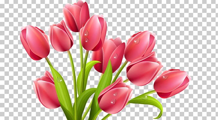 Detail Tulip Flower Png Nomer 5