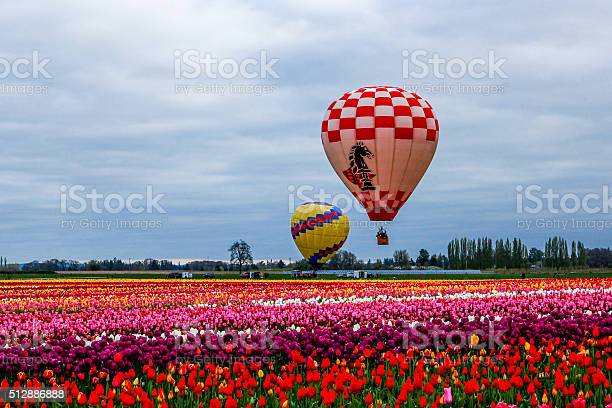 Detail Tulip Hot Air Balloon Nomer 32