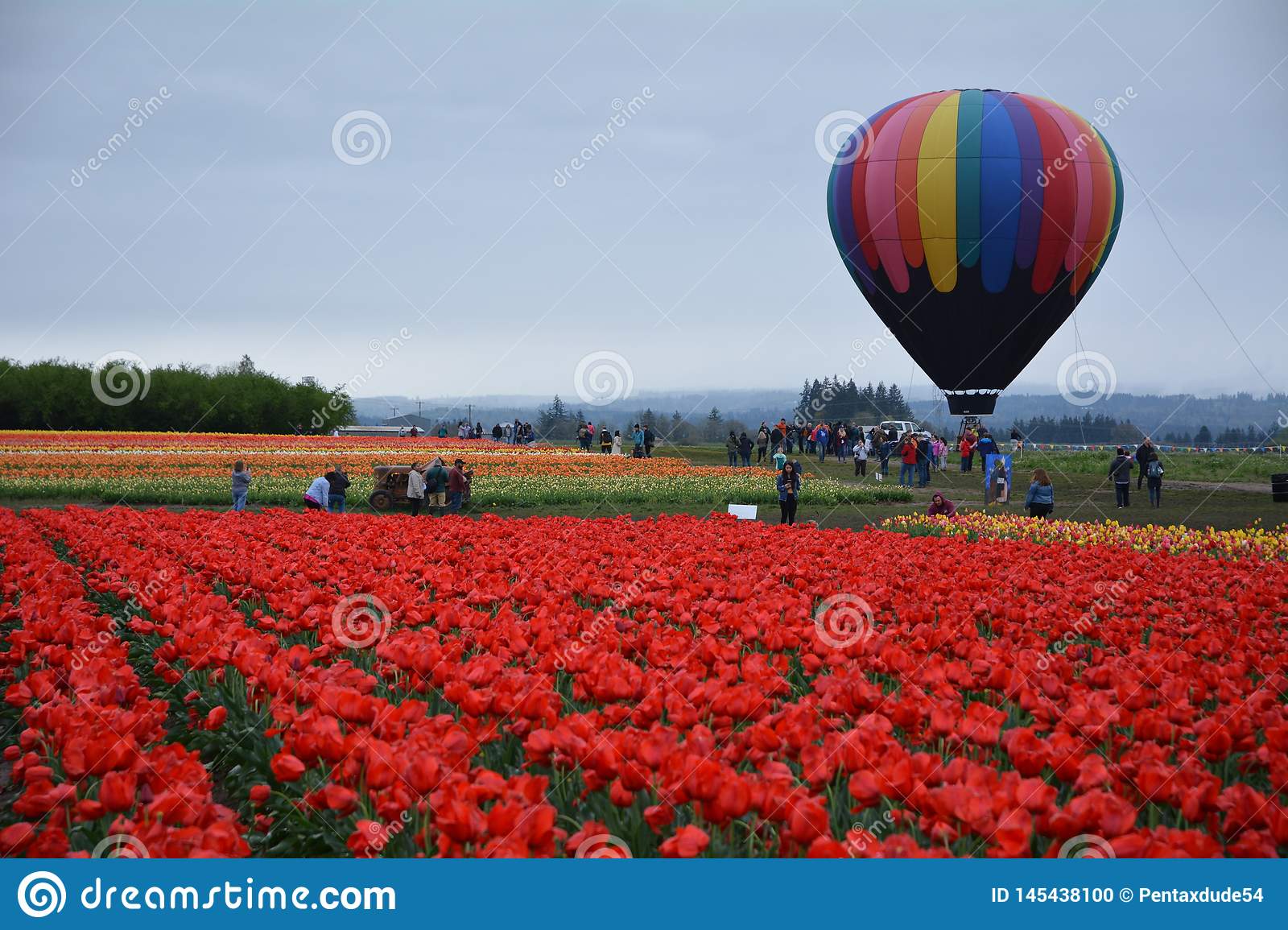 Detail Tulip Hot Air Balloon Nomer 40