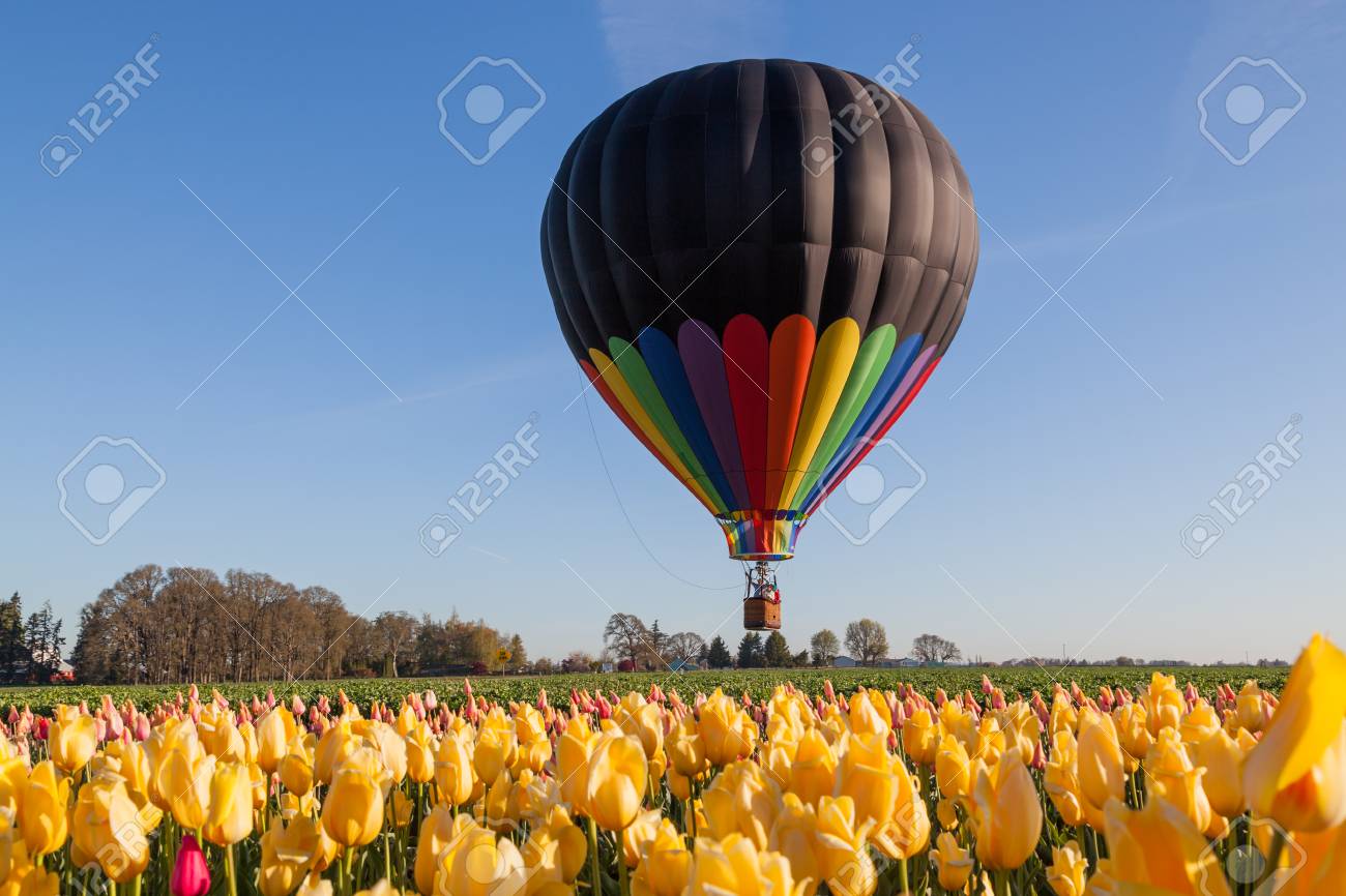 Detail Tulip Hot Air Balloon Nomer 45