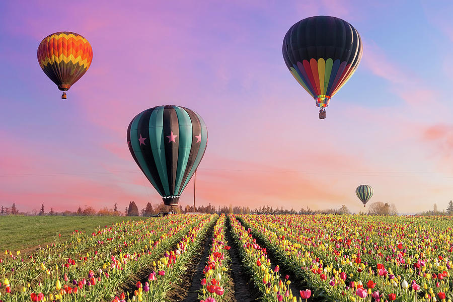 Detail Tulip Hot Air Balloon Nomer 4