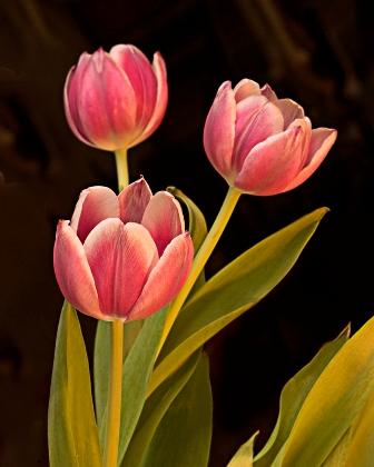 Detail Tulip Images Nomer 12