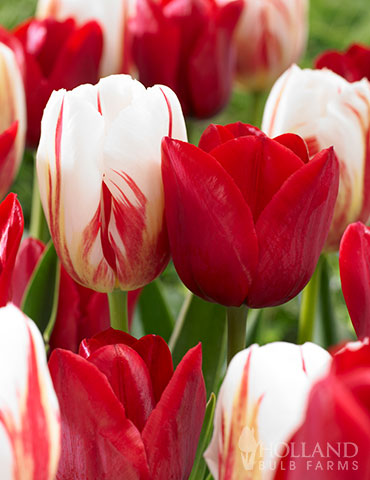 Detail Tulip Images Nomer 25