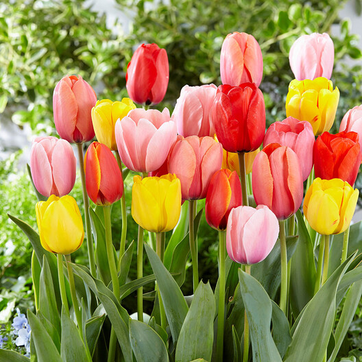 Detail Tulip Pics Nomer 24